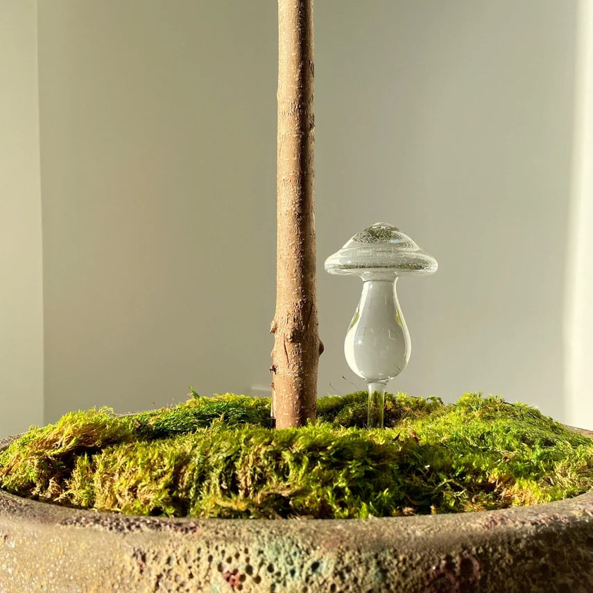 Mushroom Self Watering Glass