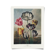 Vintage Botanical Tulips Flower Print