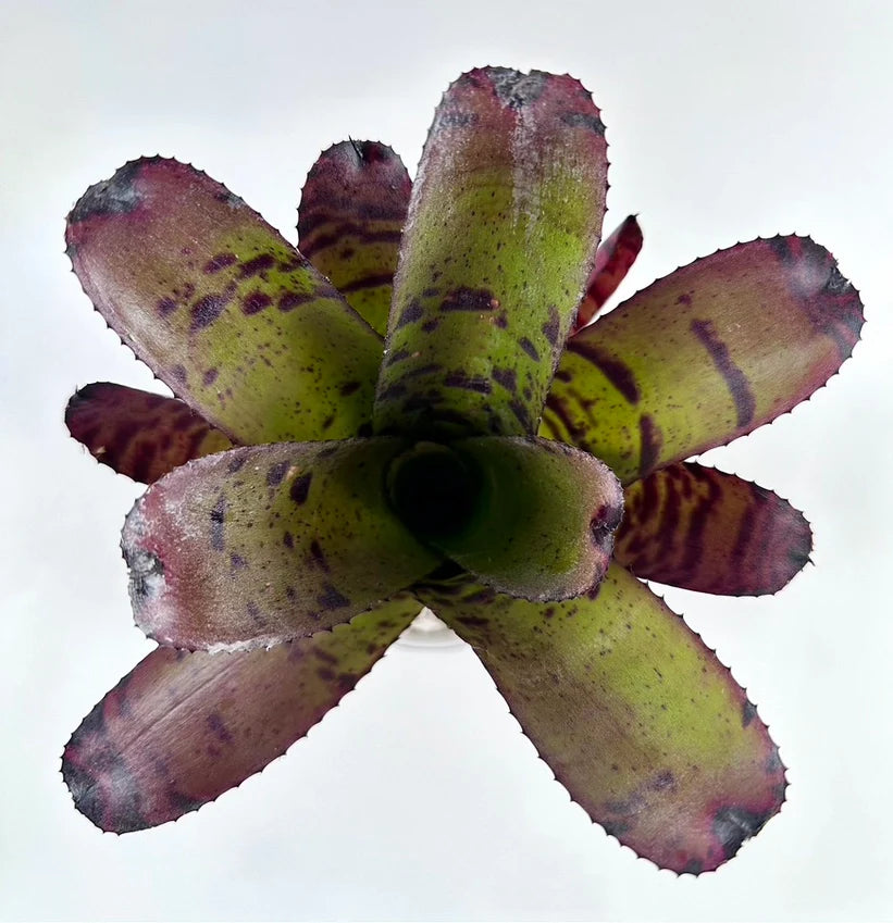 Air Plants