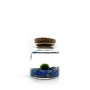 Moss Ball - Small