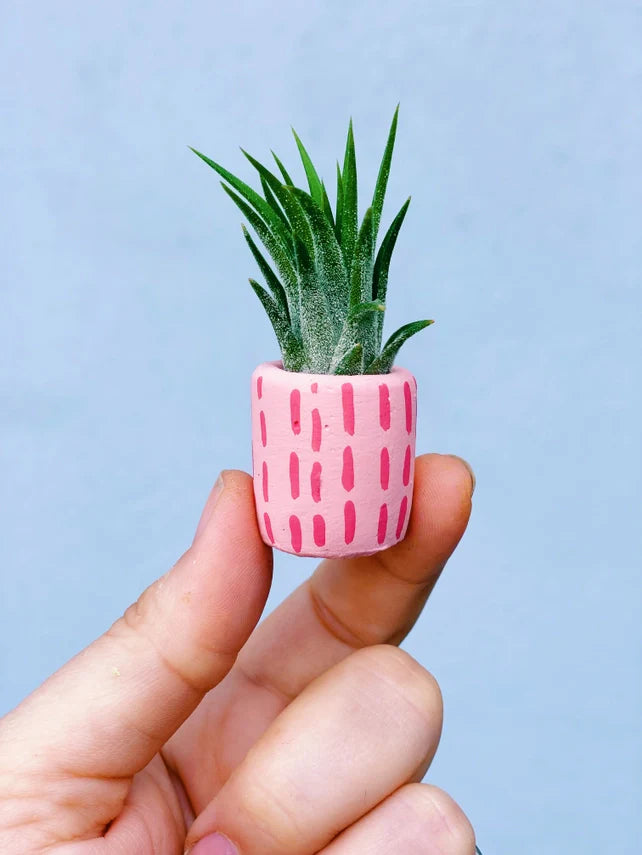 Air Plant + Mini Planter