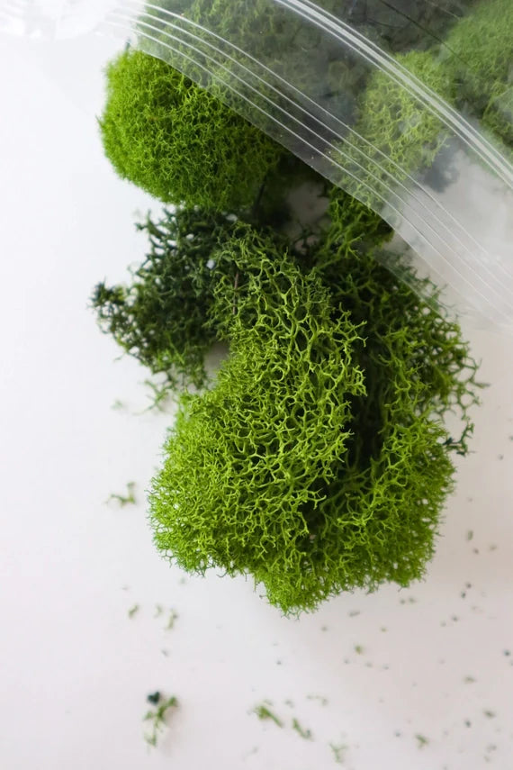 Preserved Reindeer Moss | Moss For Plants and Crafts