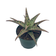 Aloe Rahuii