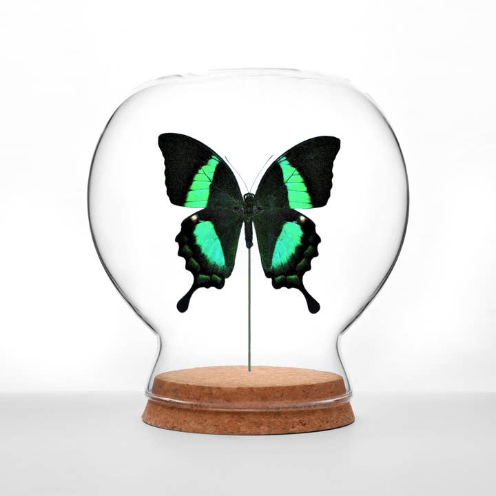 Butterfly Globes