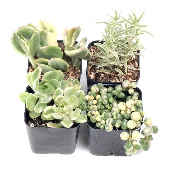 Succulents & Cacti