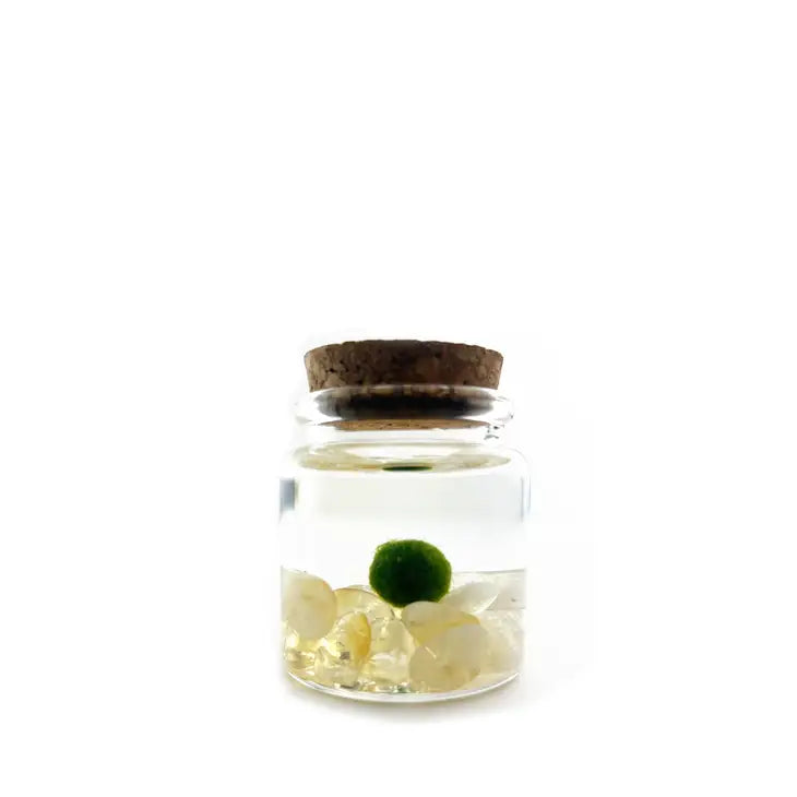 Moss Ball - Small