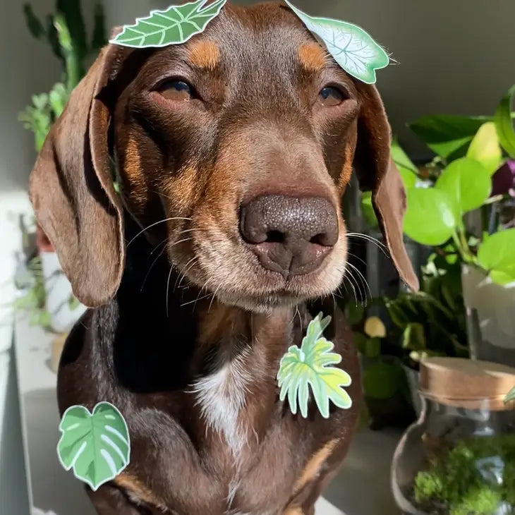 Houseplant Leaves Sticker Sheet
