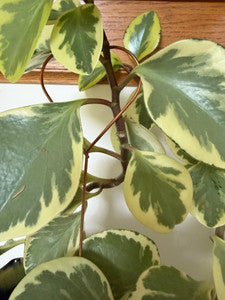Decorative Heart Plant Stakes – Set of 6