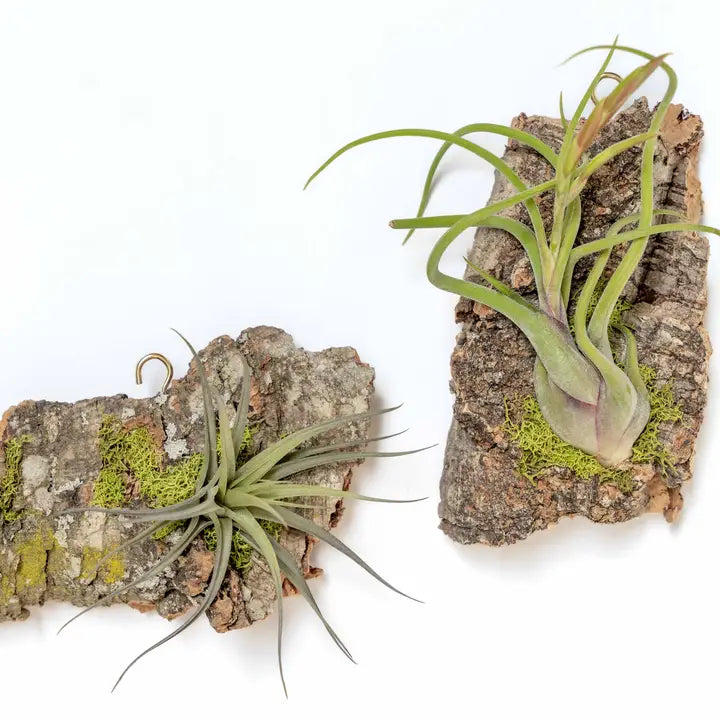 Fully Assembled Air Plant Cork Bark Displays