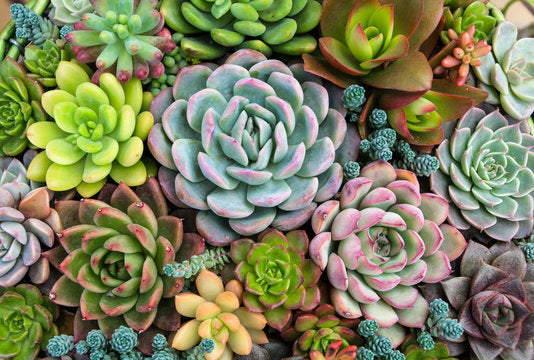 Assorted Succulent