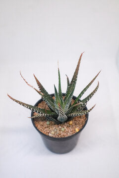 Aloe "Twilight Zone"