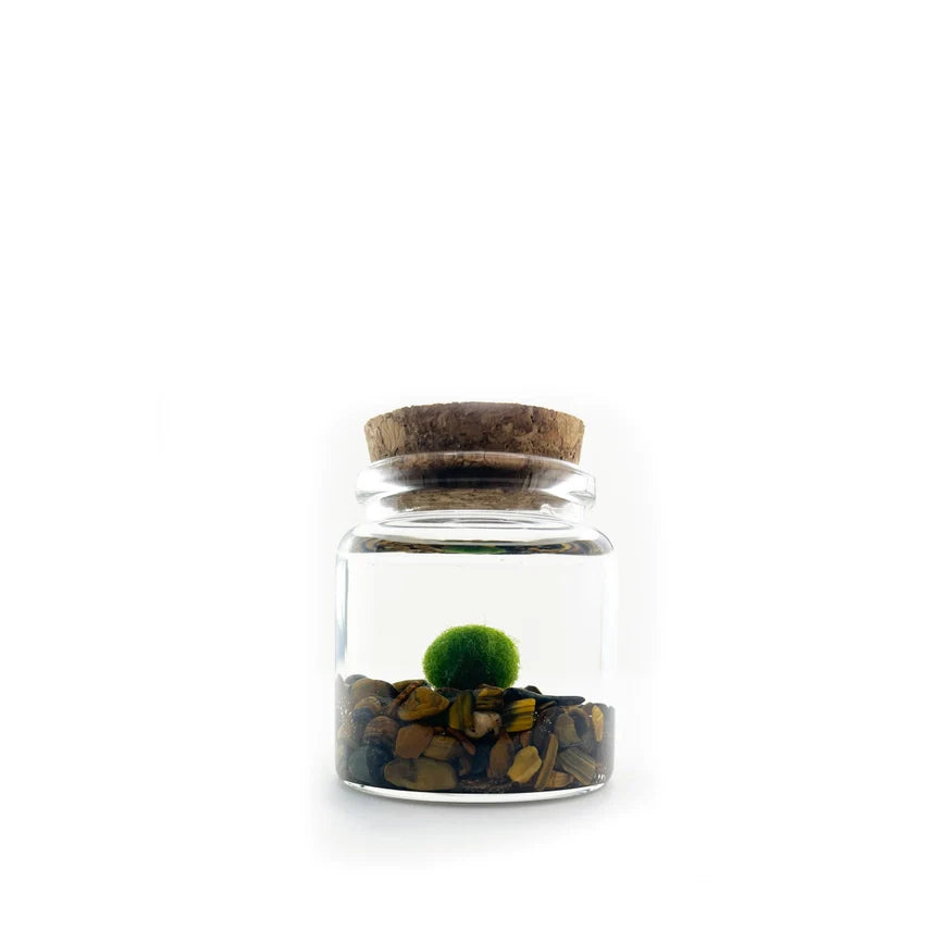 Moss Ball - Small