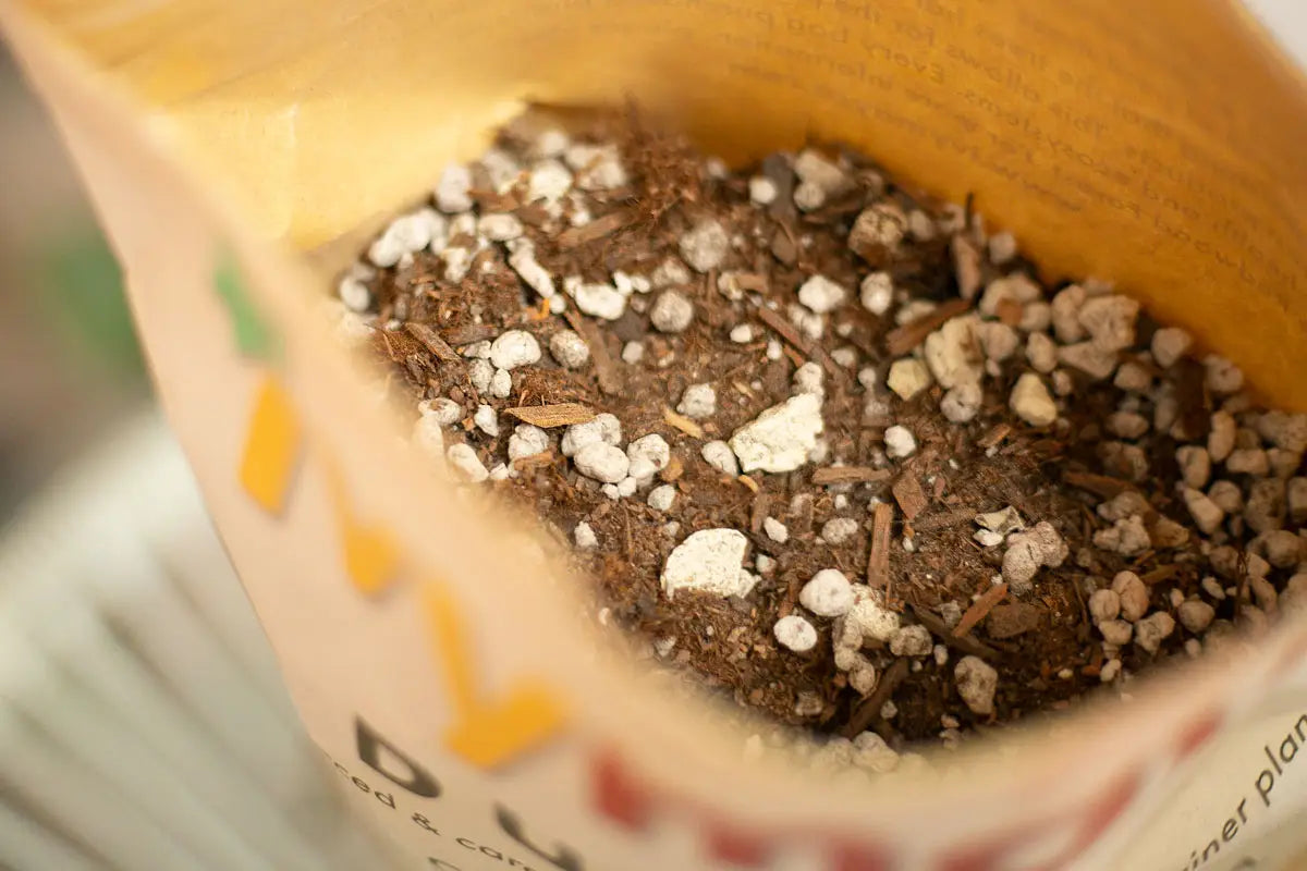 Dunes Cactus & Succulent Potting Mix - 5 qt. - Peat Free