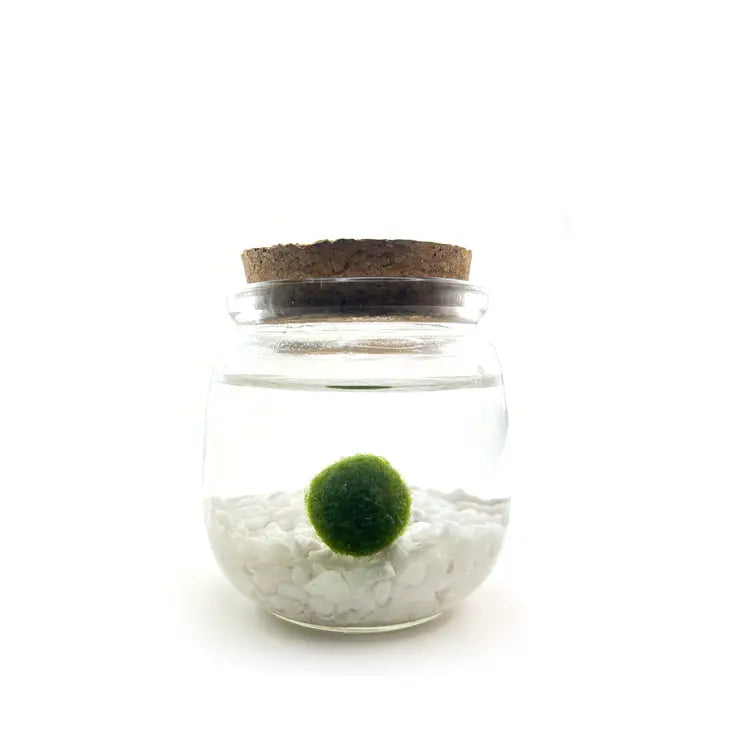 Moss Ball - Medium