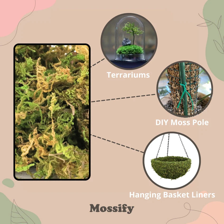 Premium Natural Forest Moss 75g