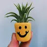 Air Plant + Mini Planter