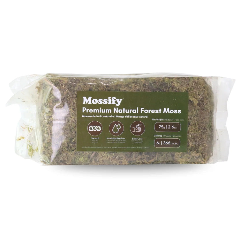 Premium Natural Forest Moss 75g