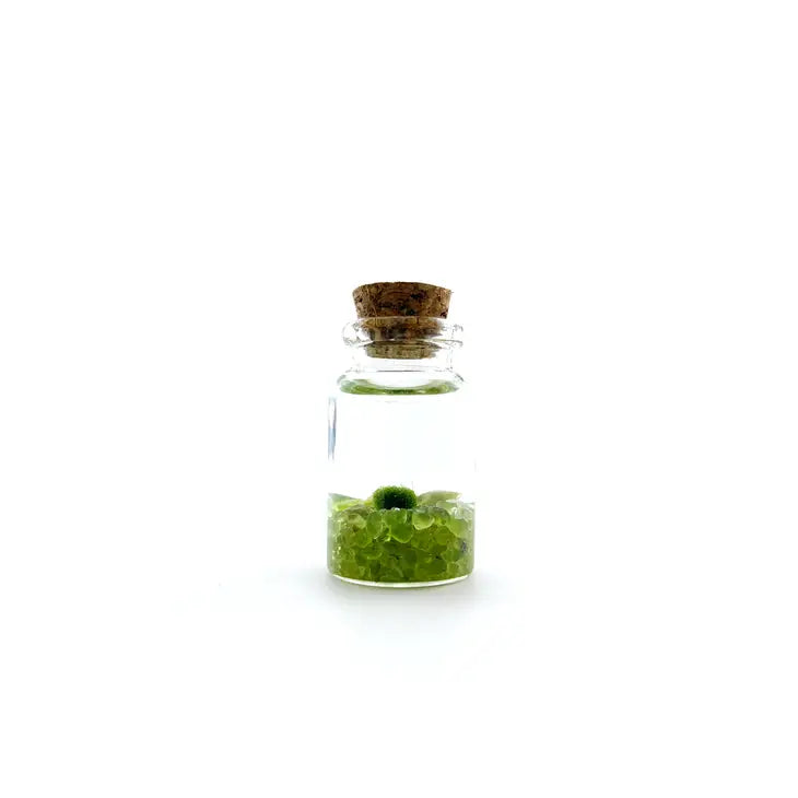 Moss Ball - Tiny