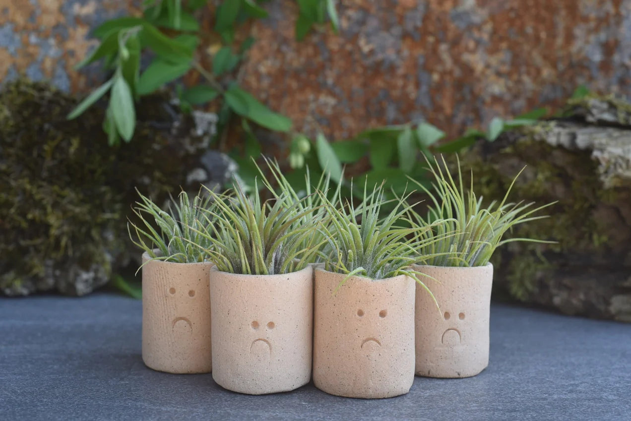 Air Plant Little Buddies - Pouts / Frowns