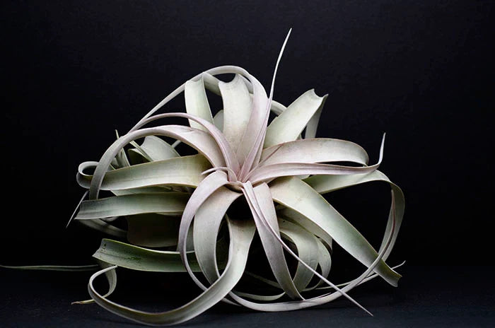 Air Plants