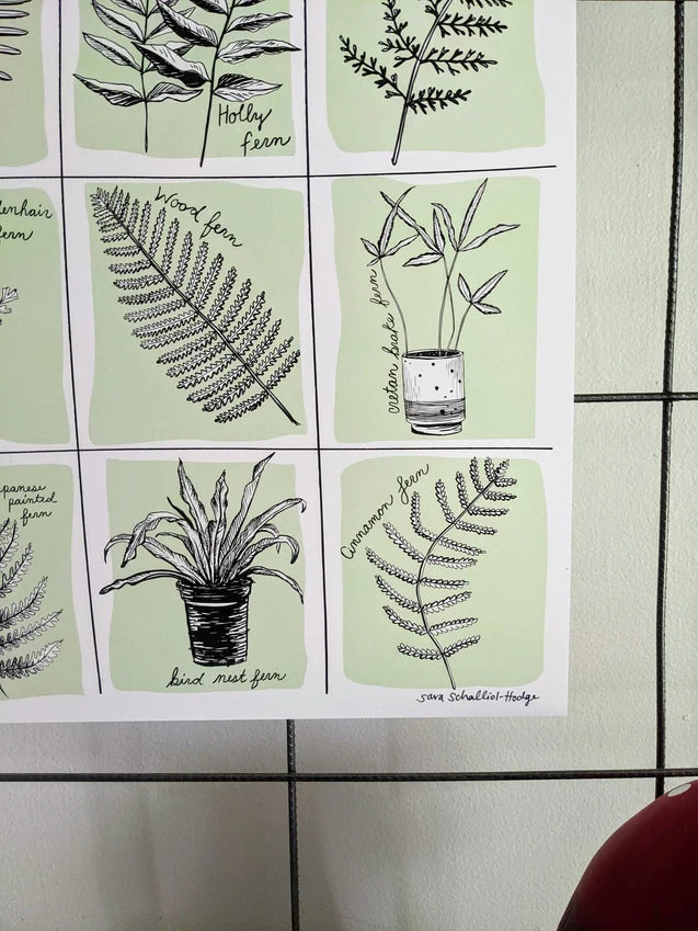 Art Print | Fern Specimens