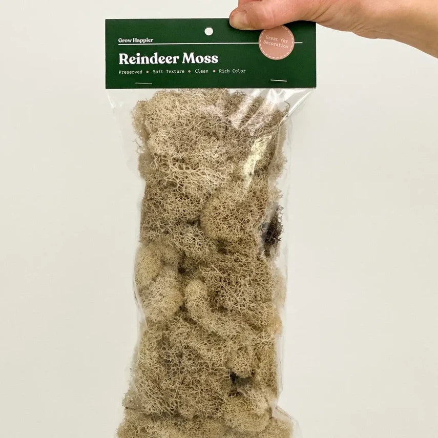 Preserved Reindeer Moss | Moss For Plants and Crafts