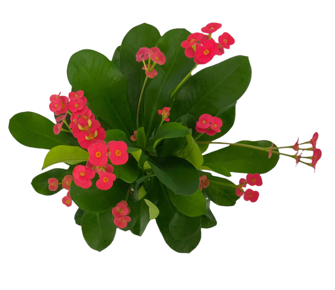 Euphorbia milii "Crown of Thorns"