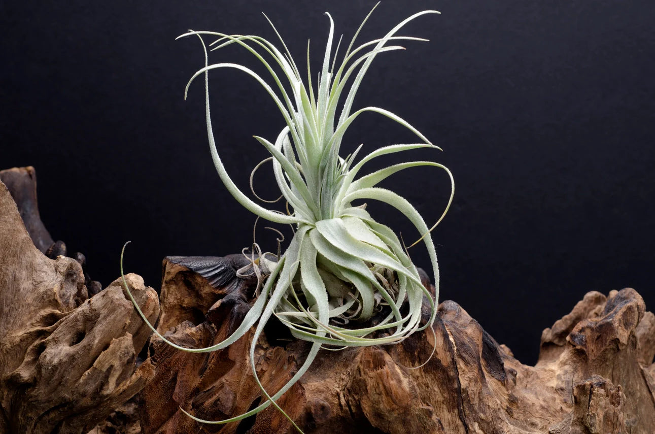 Air Plants
