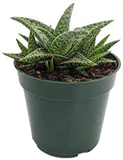 Aloe "White Fox"