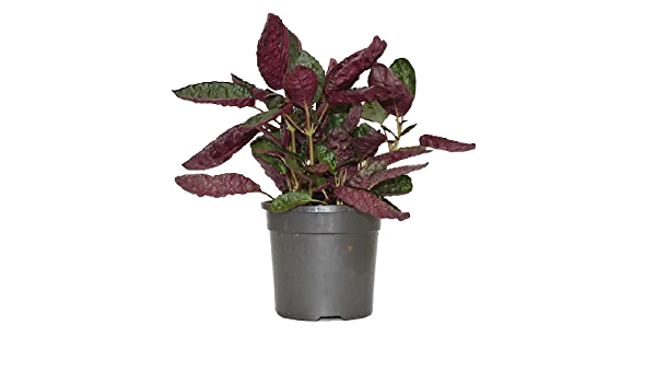 Purple Waffle Plant (Hemigraphis alternata)