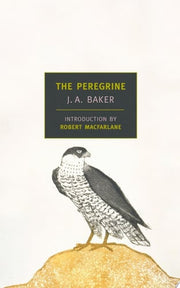 Peregrine
