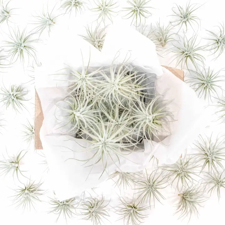 Tillandsia Tectorum Ecuador Air Plants