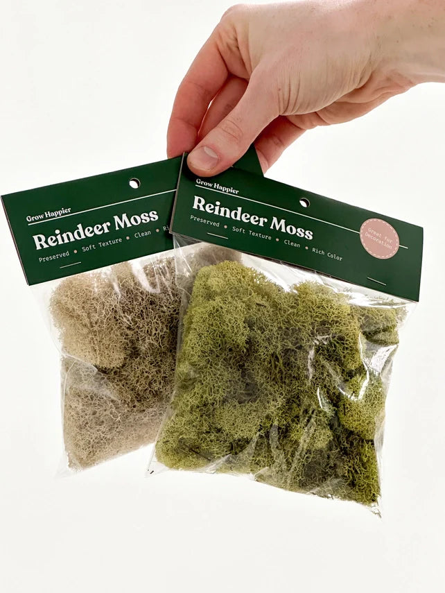 Preserved Reindeer Moss | Moss For Plants and Crafts