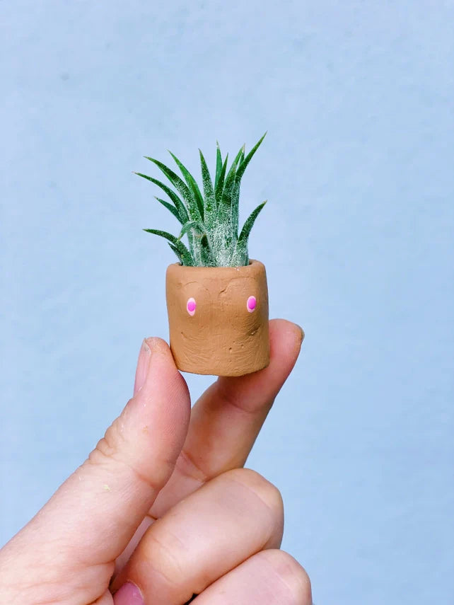 Air Plant + Mini Planter