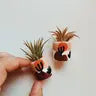 Air Plant + Mini Planter