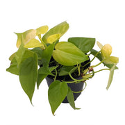 Philodendron (Lemon Lime)