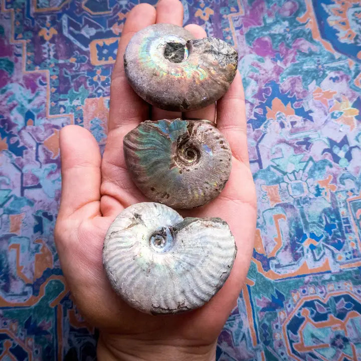 Rainbow Ammonite Fossil