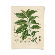 Vintage Botanical Coffee Plant Print