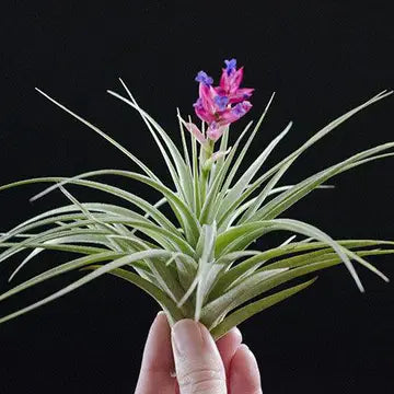 Air Plants