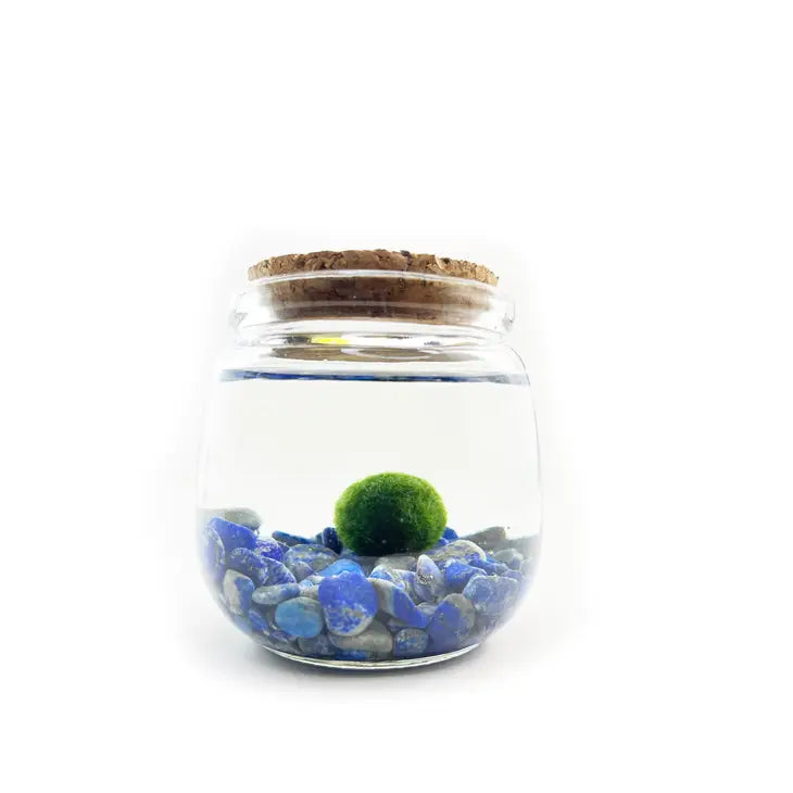 Moss Ball - Medium
