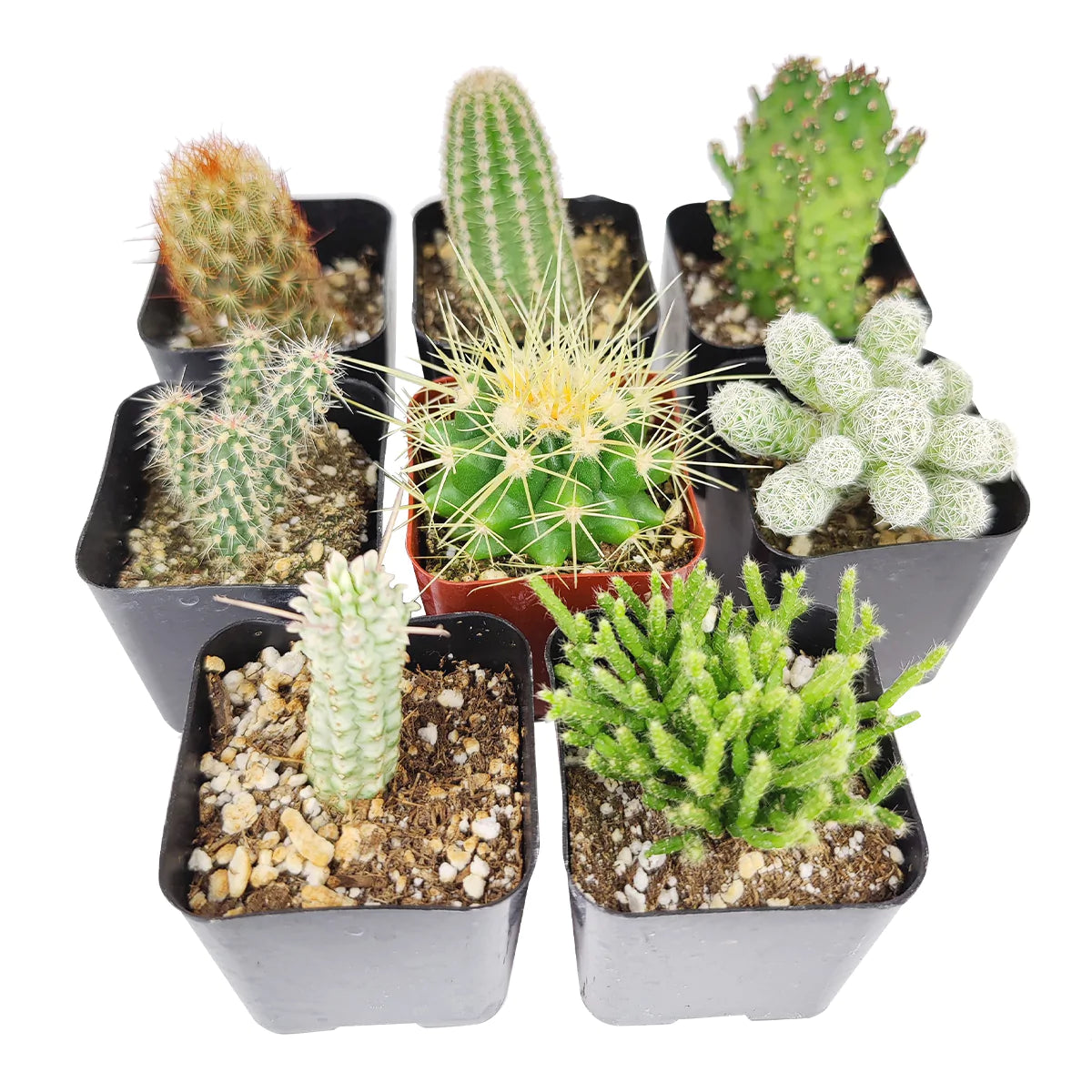 Assorted Cacti