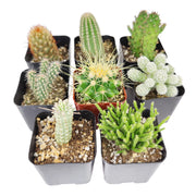 Assorted Cacti