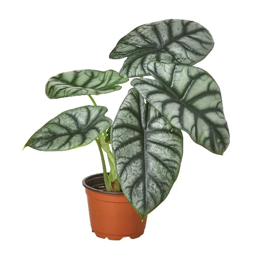 Alocasia "Silver Dragon"