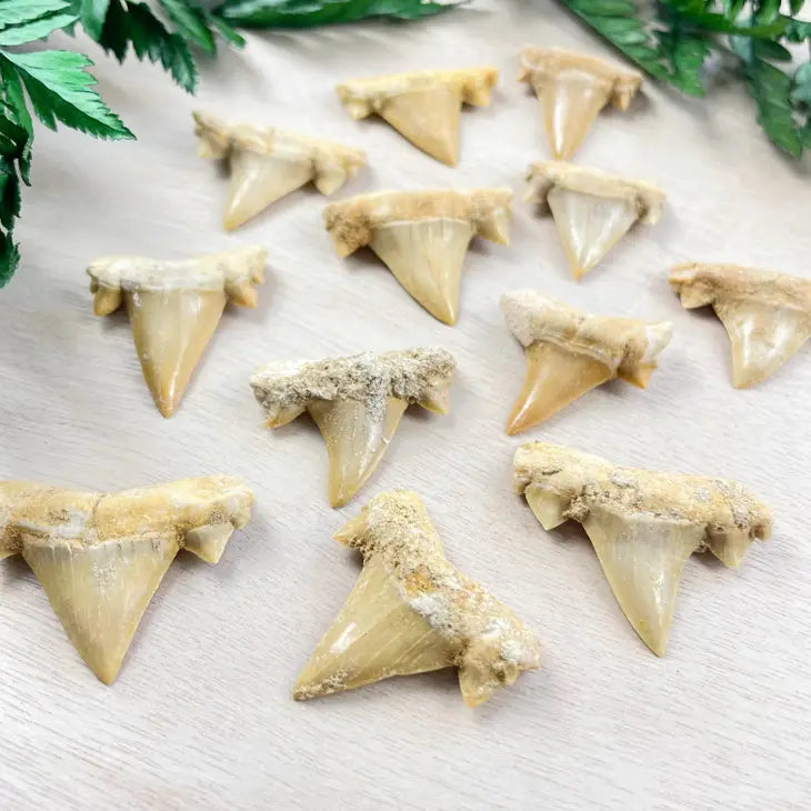 Natural Shark Tooth