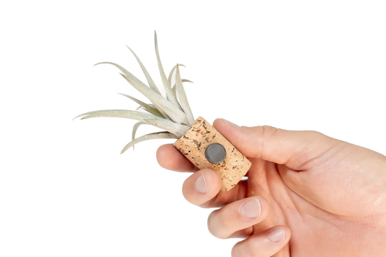 Wine Cork Magnet with Air Plant