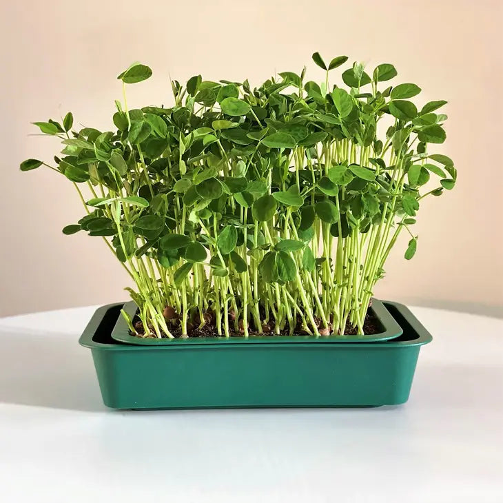 Grow Kit For Microgreens