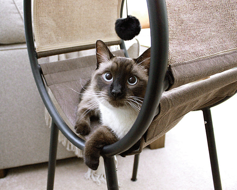 Cat Lounger by Homeportonline