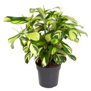 Ctenanthe "Golden Mosaic"
