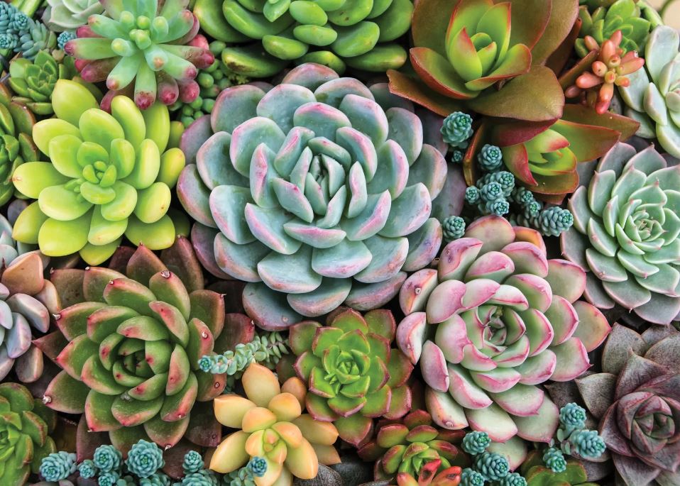 Puzzle 1000 Piece Succulent Garden by Homeportonline
