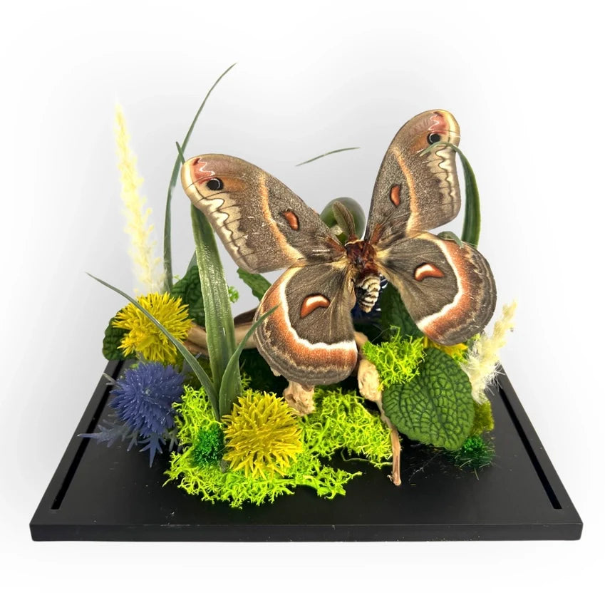 Real Butterfly Diorama - 6x8x6 in
